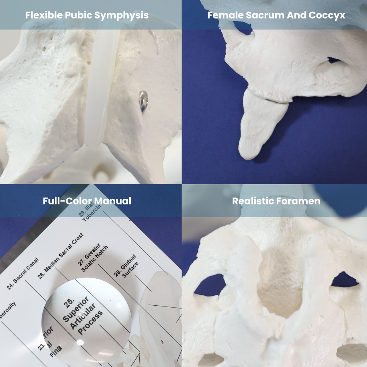 Axis Scientific Female Skeletal Pelvis