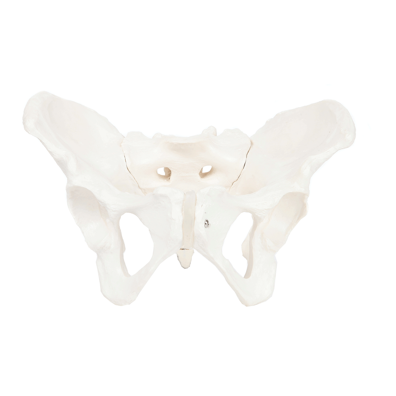 Axis Scientific Female Skeletal Pelvis