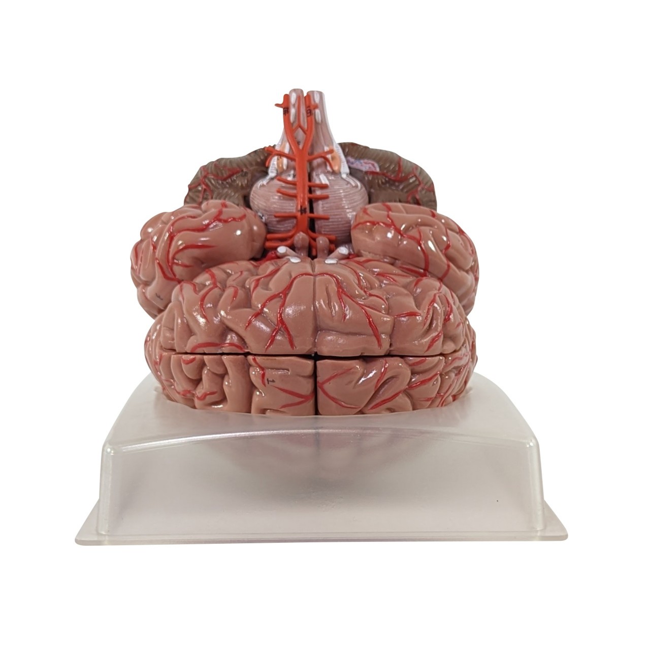 Axis Scientific 9-Part Deluxe Human Brain with Arteries