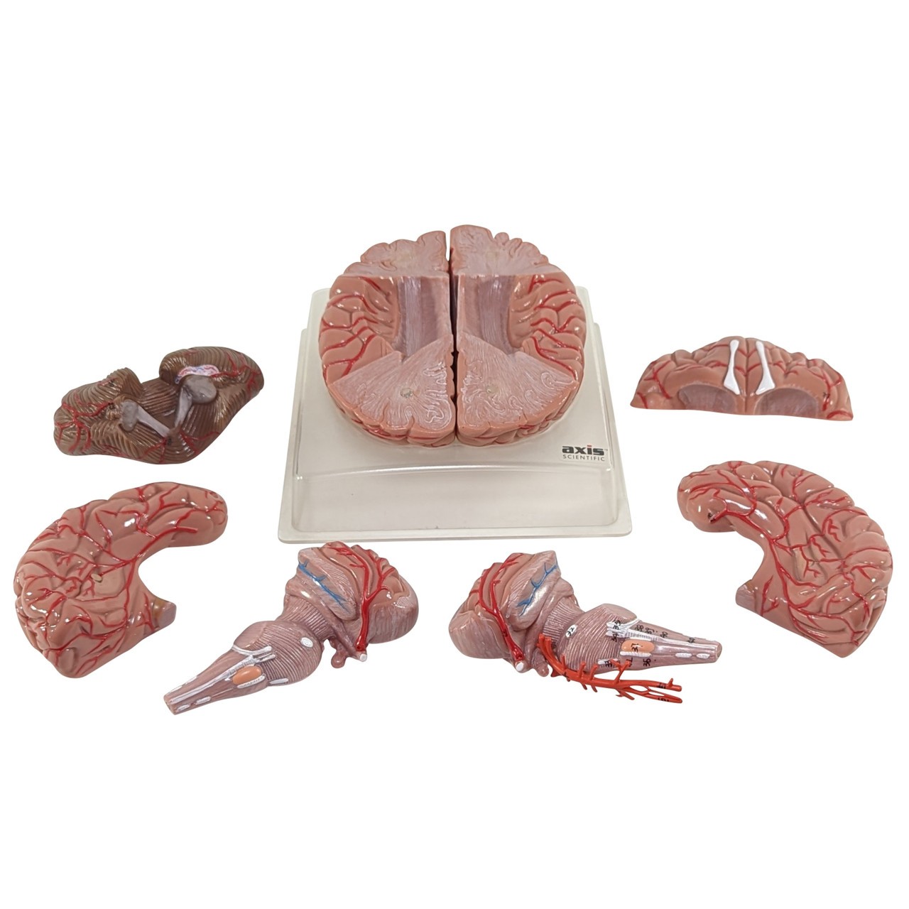 Axis Scientific 9-Part Deluxe Human Brain with Arteries | Anatomy