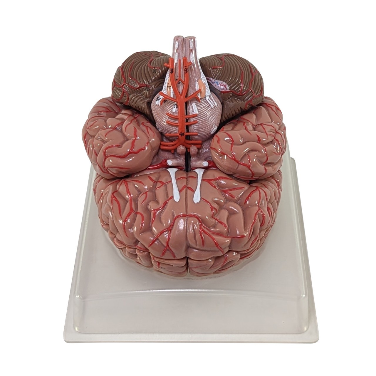 Axis Scientific 9-Part Deluxe Human Brain with Arteries