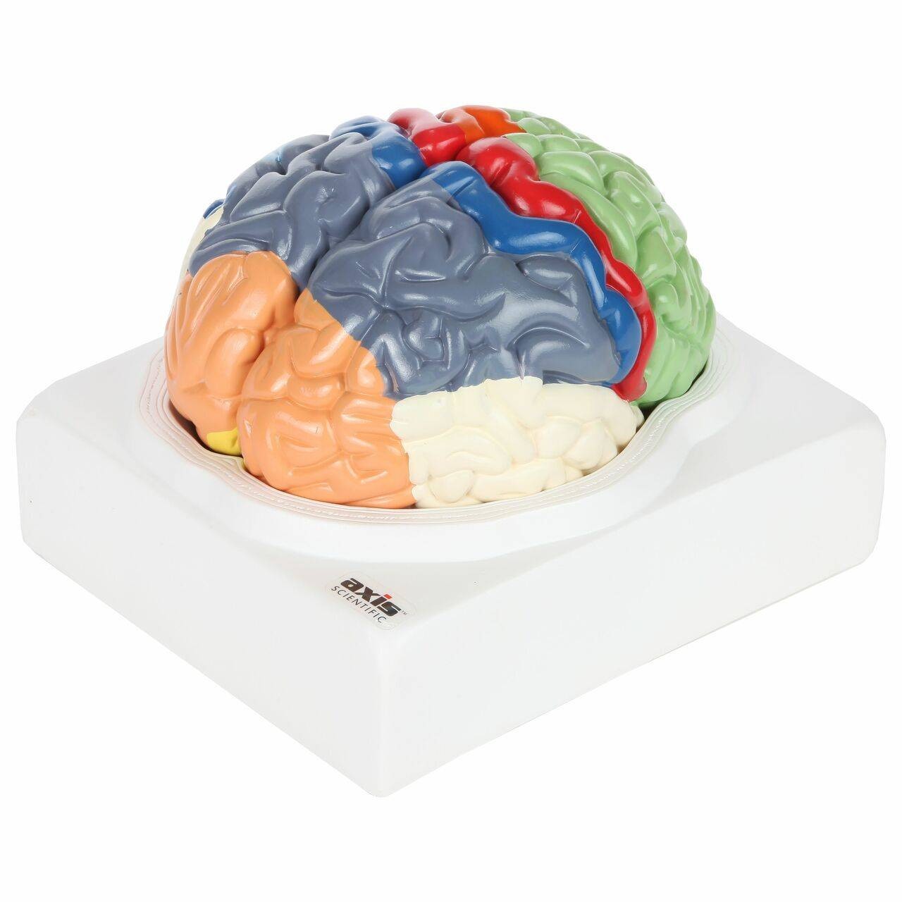 Axis Scientific Life-Size Regional 2-Part Human Brain