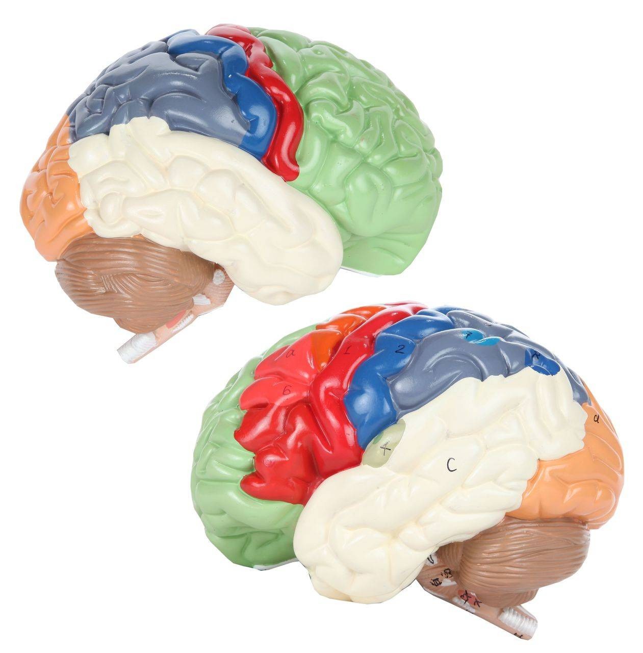 Axis Scientific Life-Size Regional 2-Part Human Brain | Anatomy