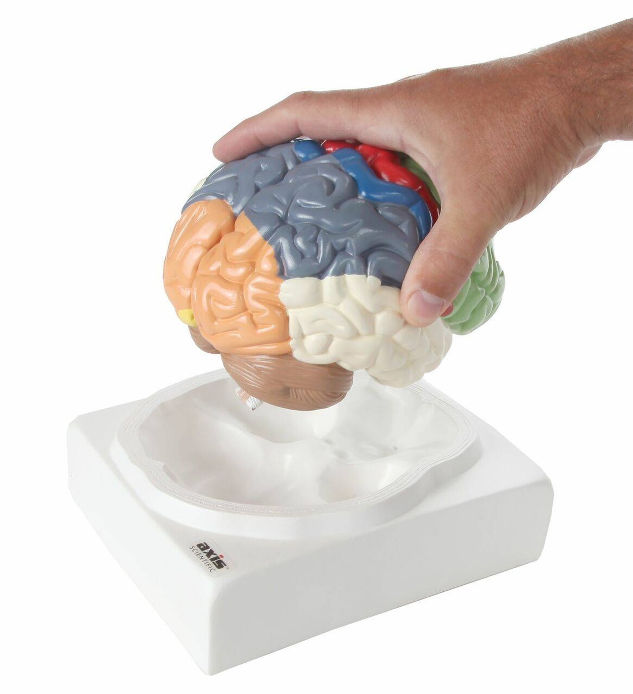 Axis Scientific Life-Size Regional 2-Part Human Brain