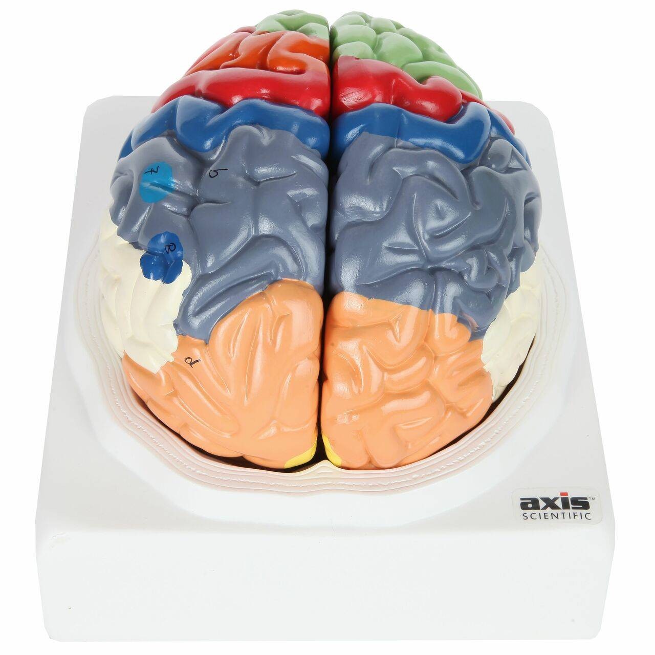 Axis Scientific Life-Size Regional 2-Part Human Brain