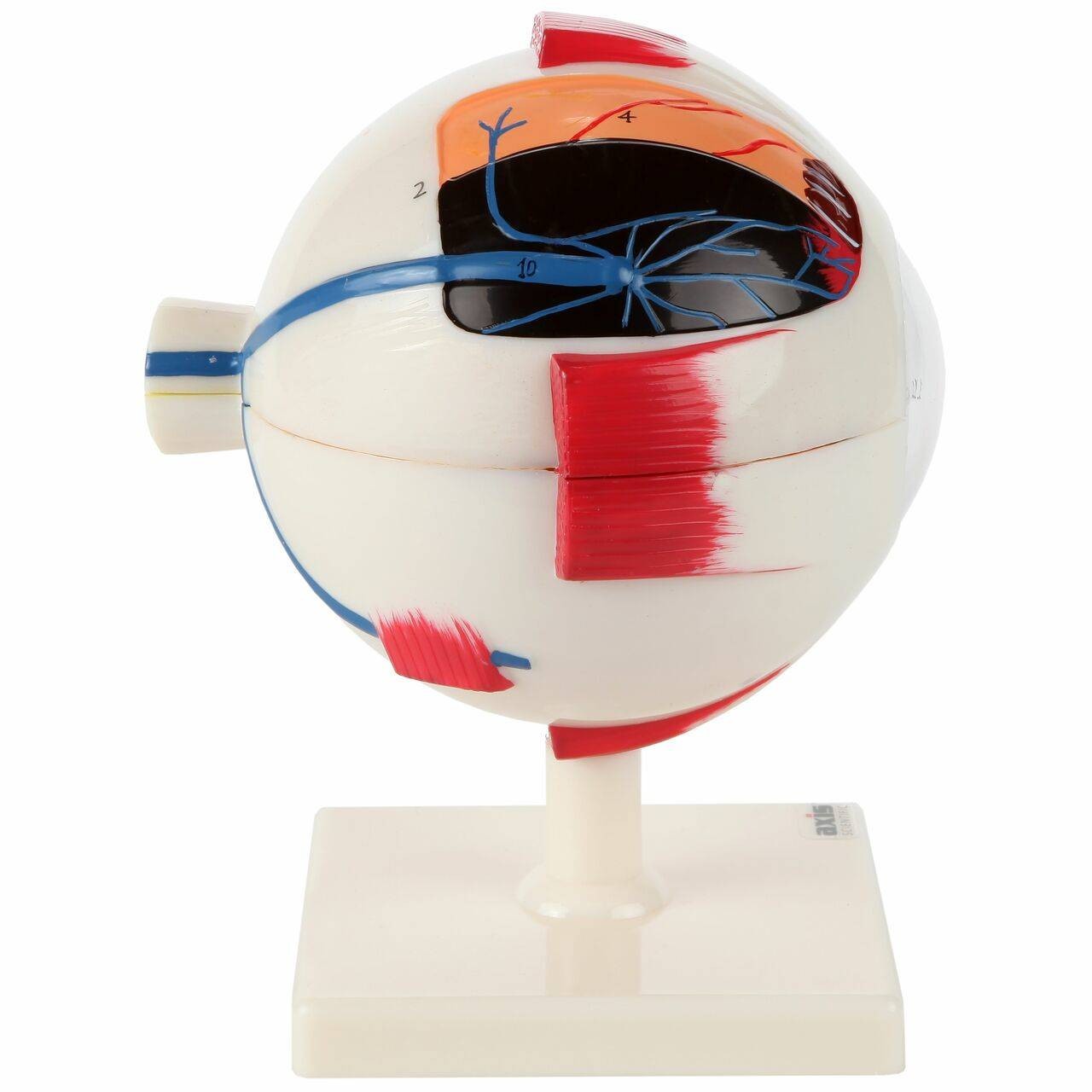 Axis Scientific 7-Part Human Eye 5x Life Size Anatomy Model
