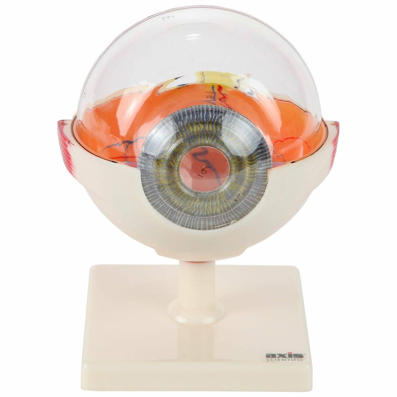 Axis Scientific  5x Enlarged 7-Part Human Eye Anatomy Model showing vitreous body