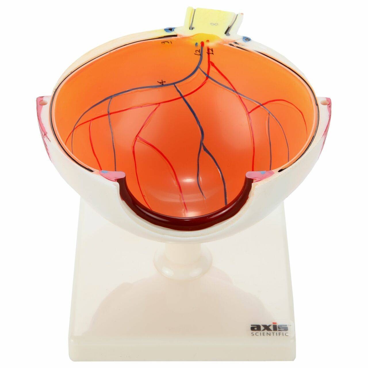 Axis Scientific  5x Enlarged 7-Part Human Eye Anatomy Model displaying the retina inside the model
