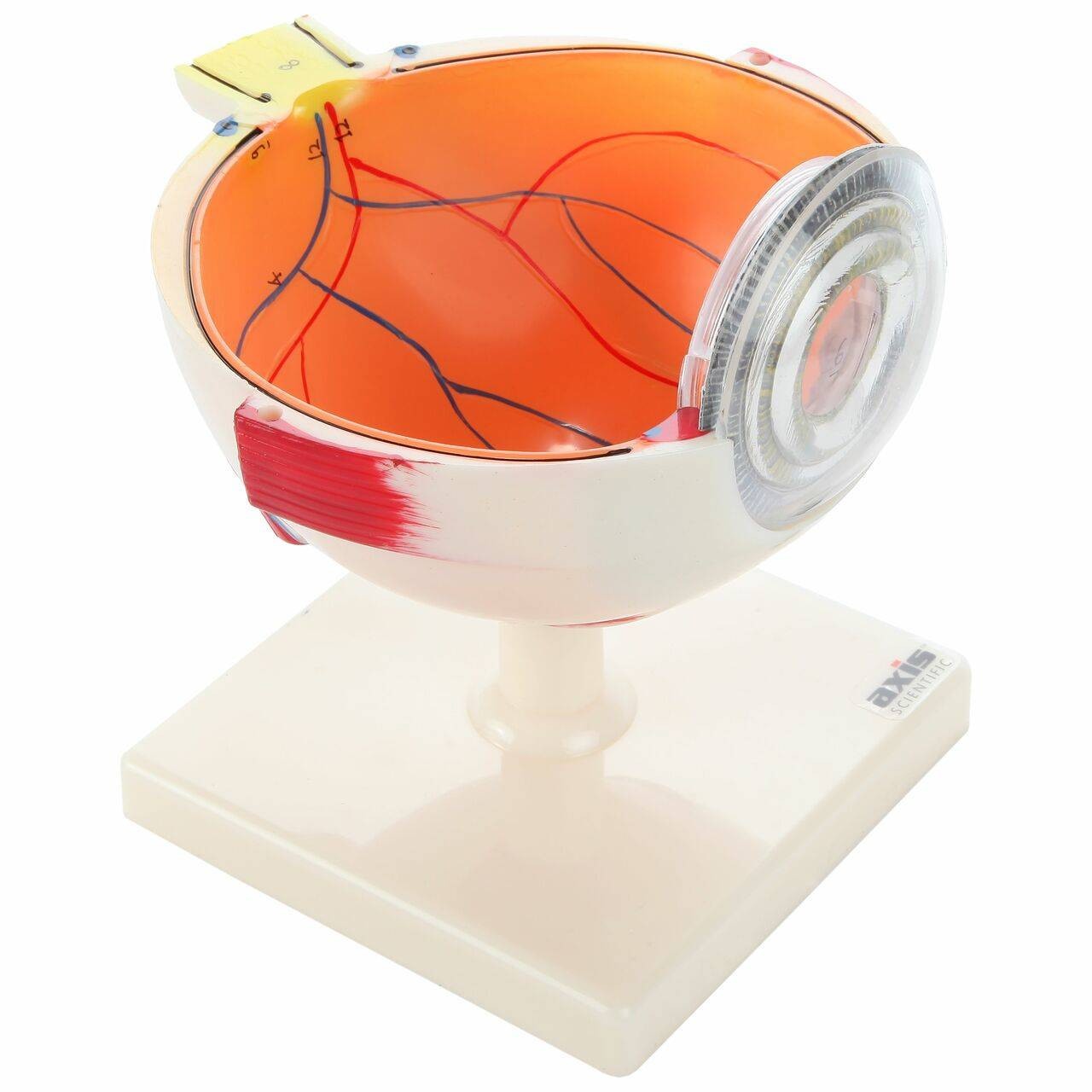 Axis Scientific  5x Enlarged 7-Part Human Eye Anatomy Model with removable parts