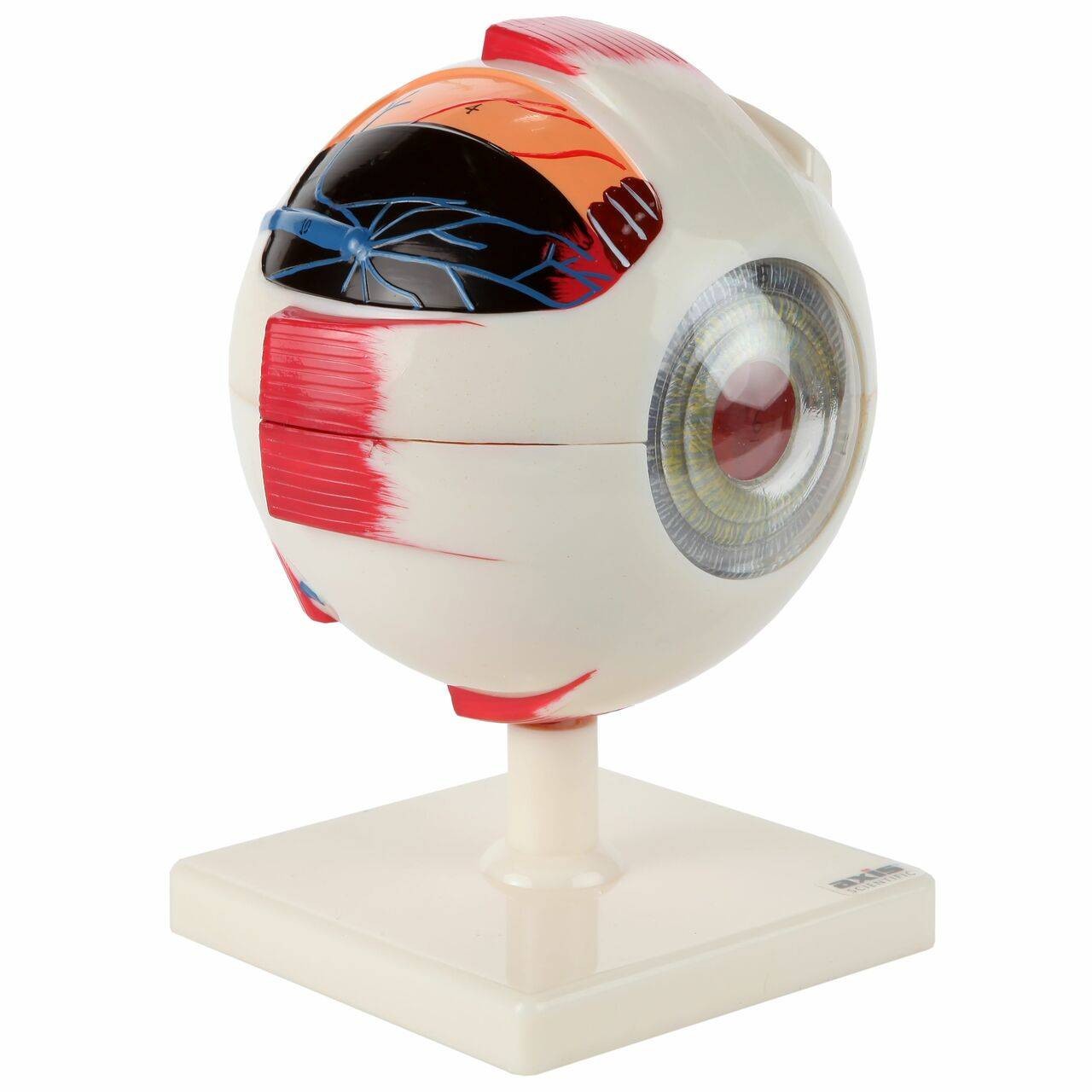 Axis Scientific 7-Part Human Eye 5x Life Size Anatomical Model
