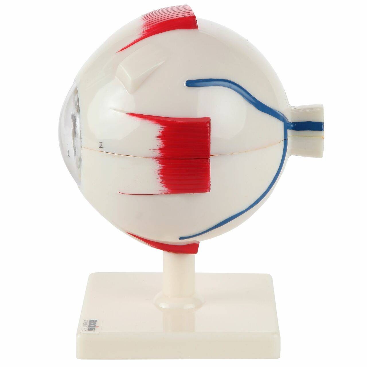 Axis Scientific 7-Part Human Eye 5x Life Size Model showing sclera and vortex vein
