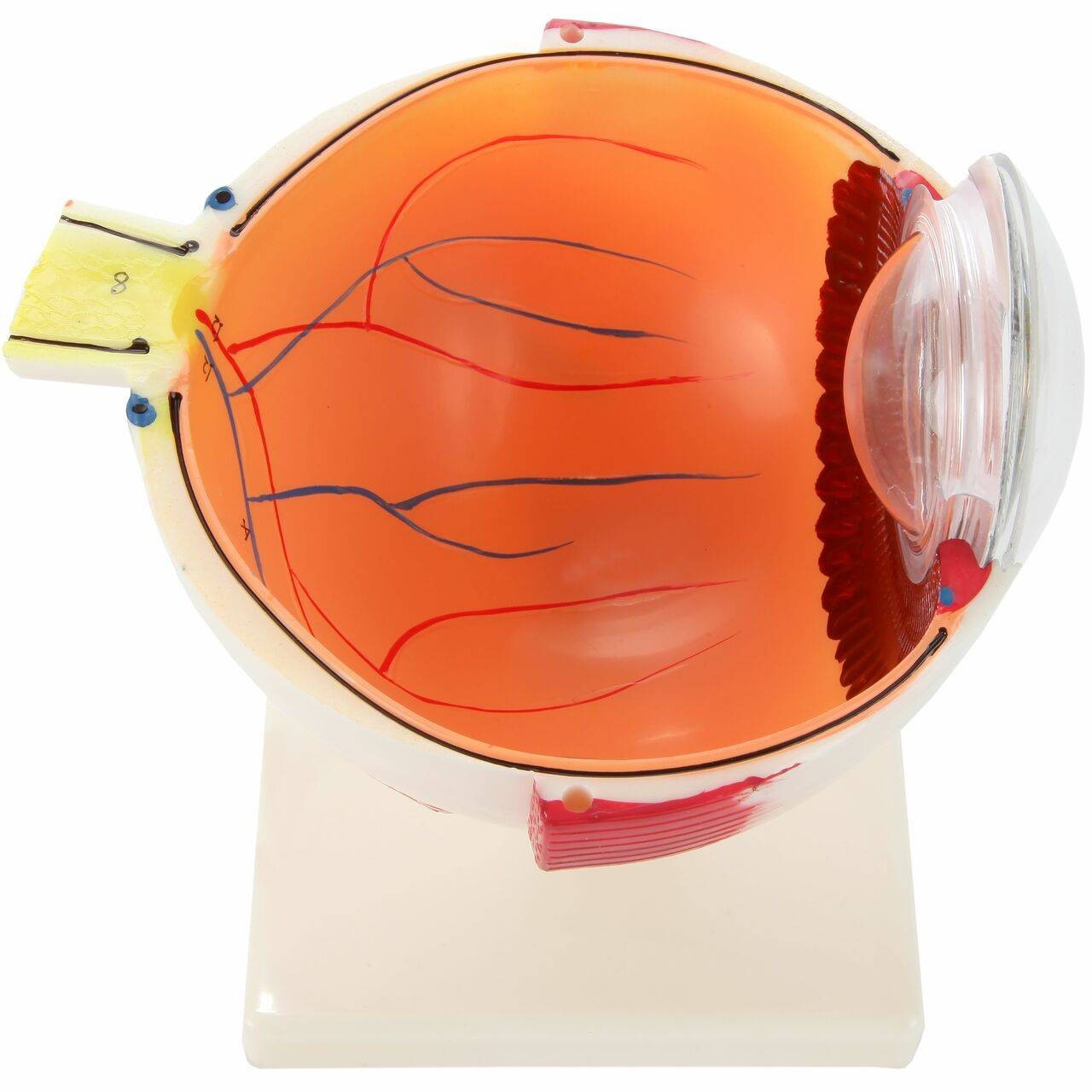 Axis Scientific  5x Enlarged 7-Part Human Eye Anatomy Model showing the retina and optic nerve