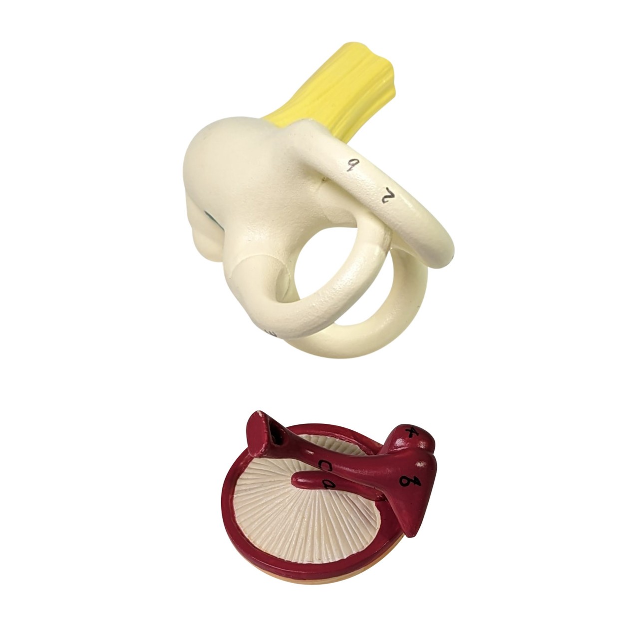 Axis Scientific Oversized 3-Part Human Ear