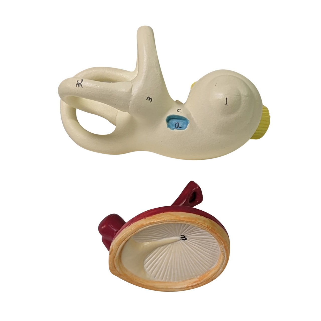 Axis Scientific Oversized 3-Part Human Ear