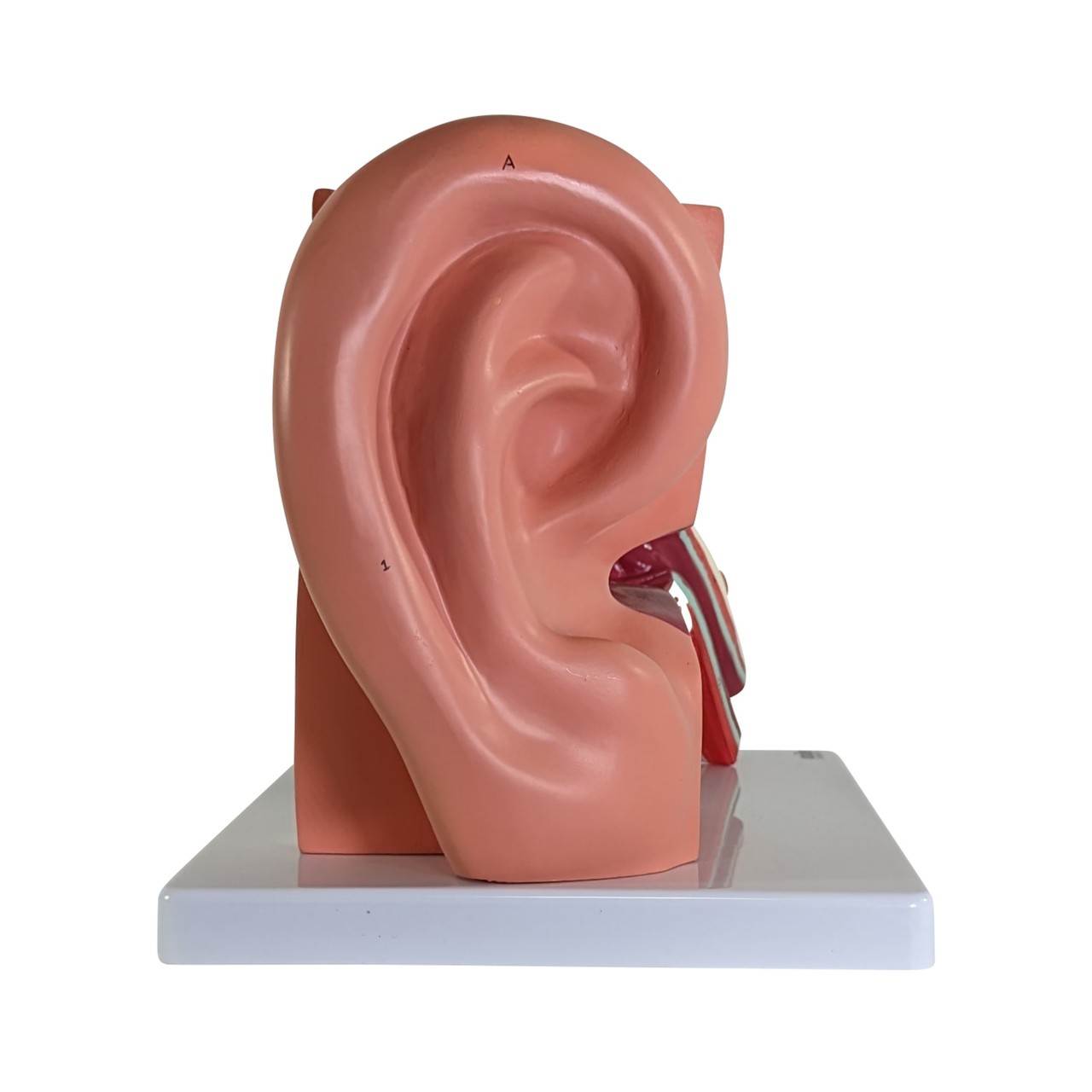 Axis Scientific Oversized 3-Part Human Ear