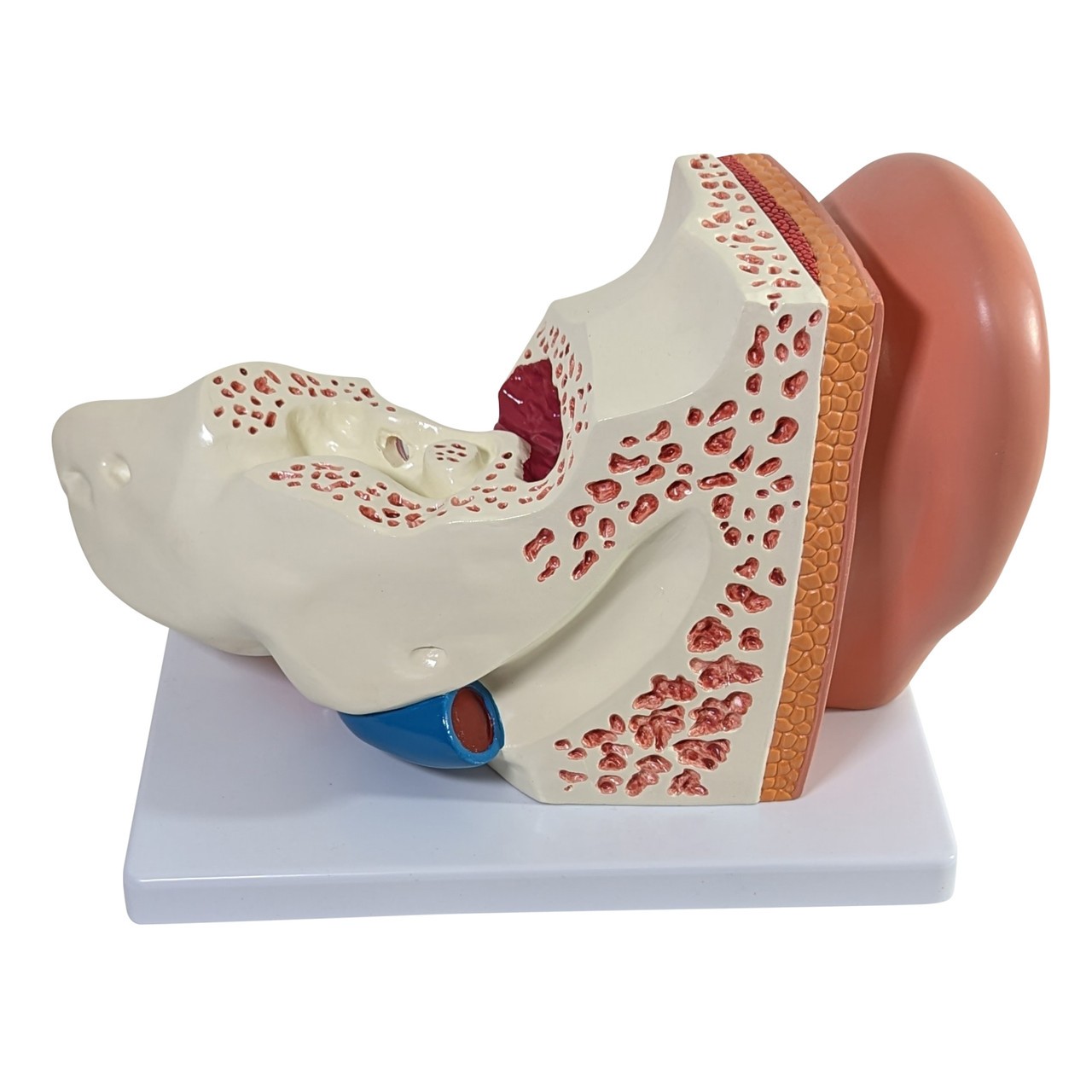 Axis Scientific Oversized 3-Part Human Ear