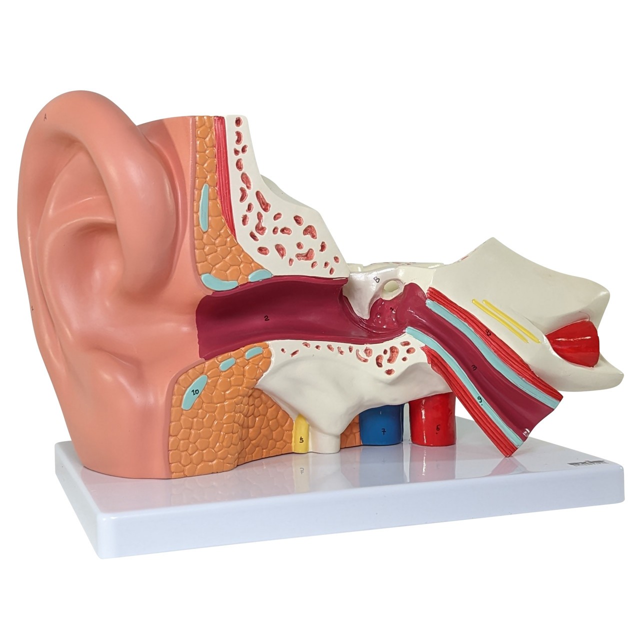 Axis Scientific Oversized 3-Part Human Ear