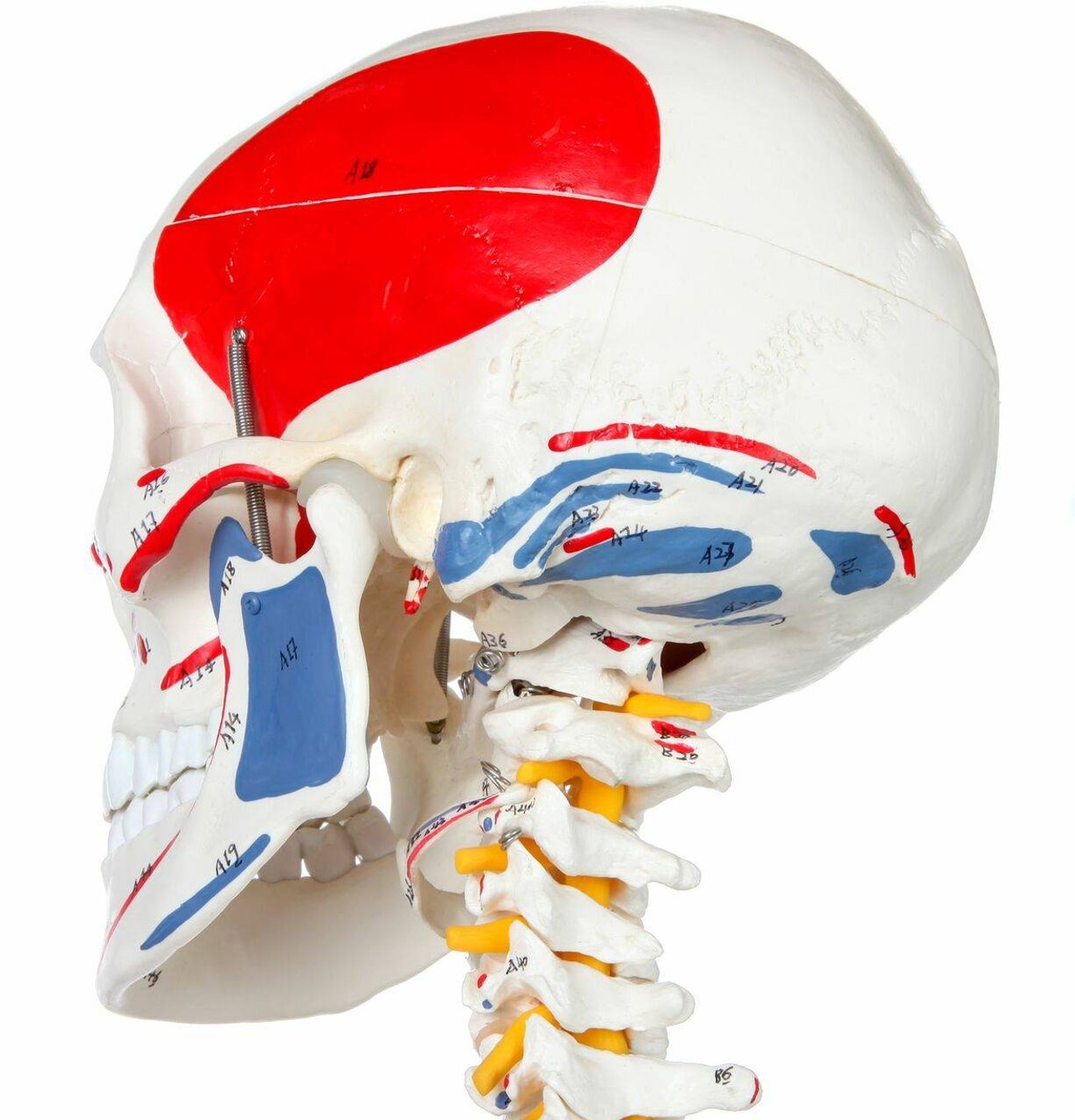 Axis Scientific Muscle Painted and Numbered Life-Size Human Skeleton Anatomy Model Close Up of the Cervical Vertebrae and Left Side of the Skull