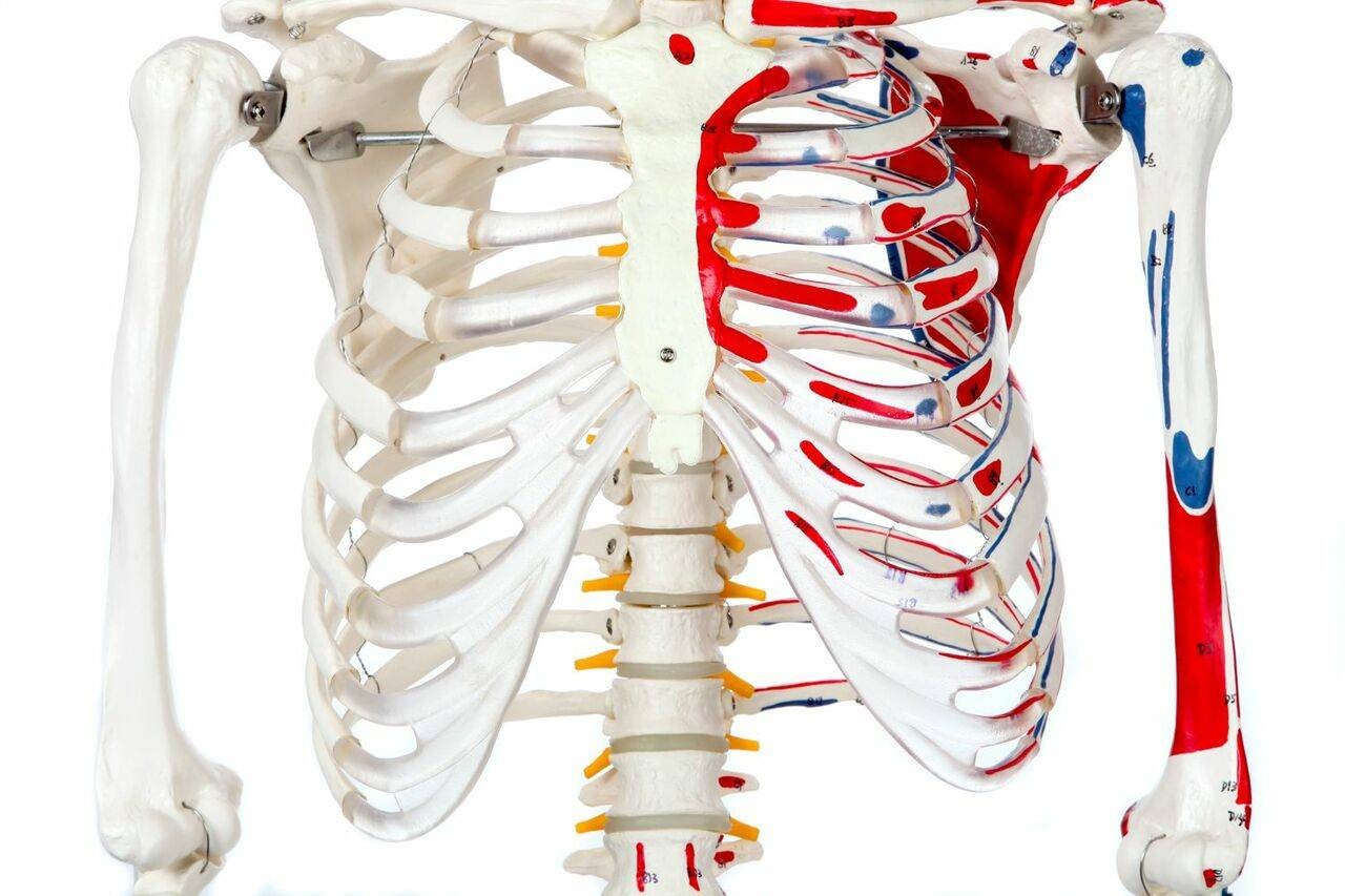 Axis Scientific Muscle Painted and Numbered Life-Size Human Skeleton Anatomy Model Close Up of the Ribcage