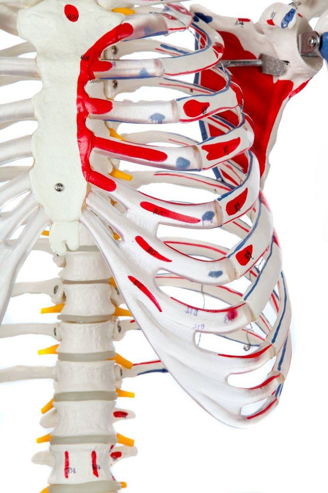 Axis Scientific Muscle Painted and Numbered Life-Size Human Skeleton Anatomy Model Close Up of the Rib Cage with Painted Muscle Insertions