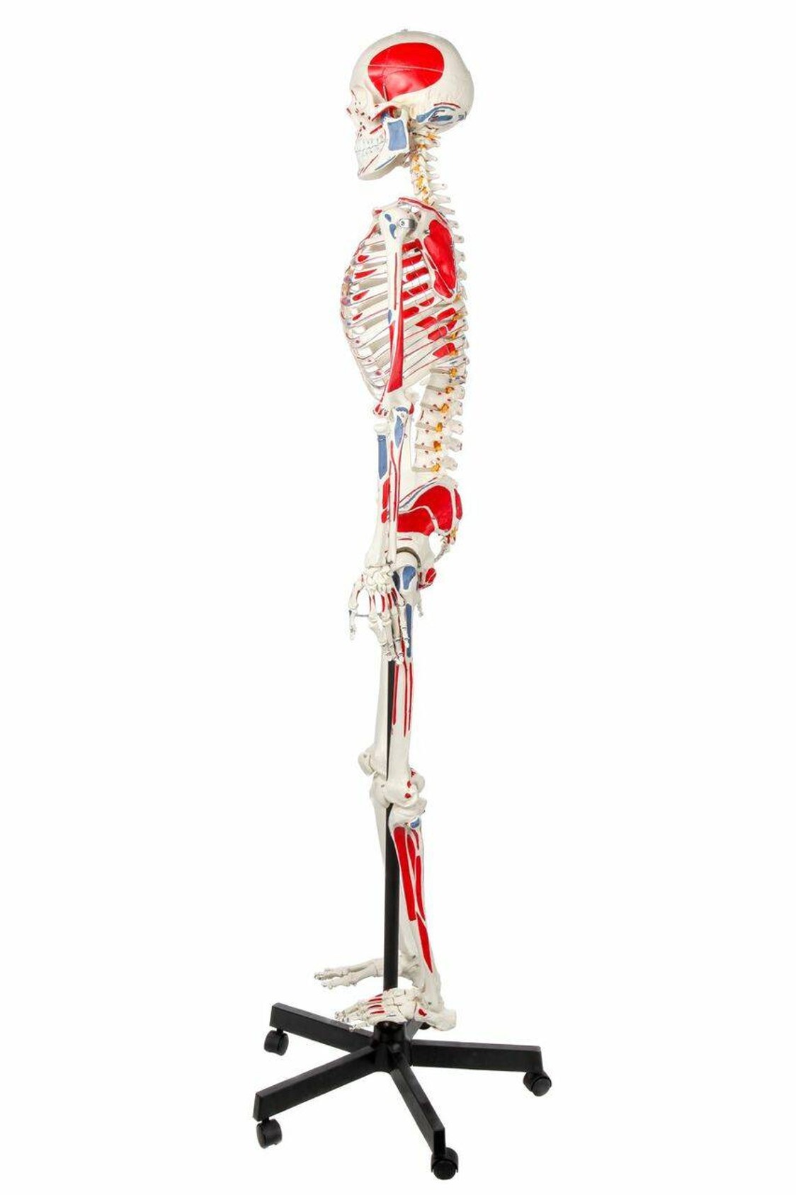 Axis Scientific Muscle Painted and Numbered Life-Size Human Skeleton Anatomy Model Left Side View