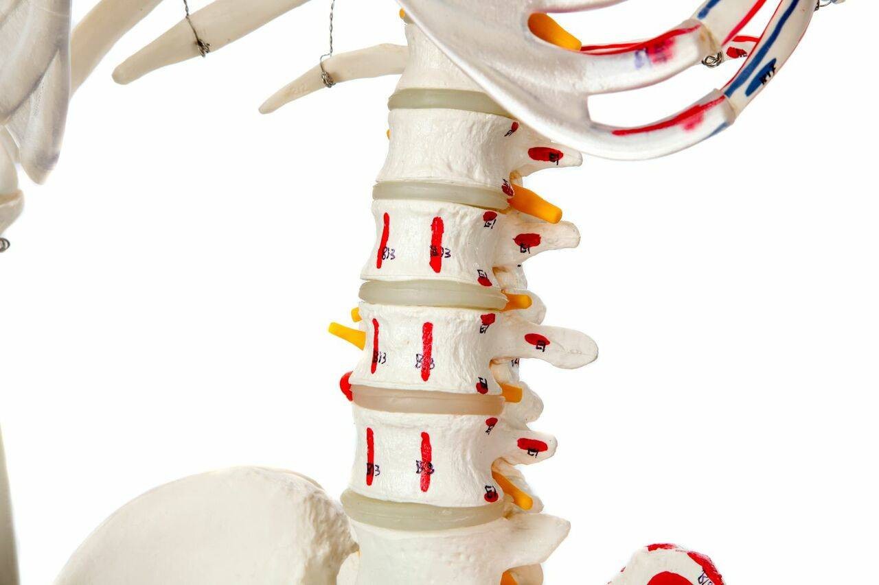 Axis Scientific Muscle Painted and Numbered Life-Size Human Skeleton Anatomy Model Close Up of the Lumbar Vertebrae