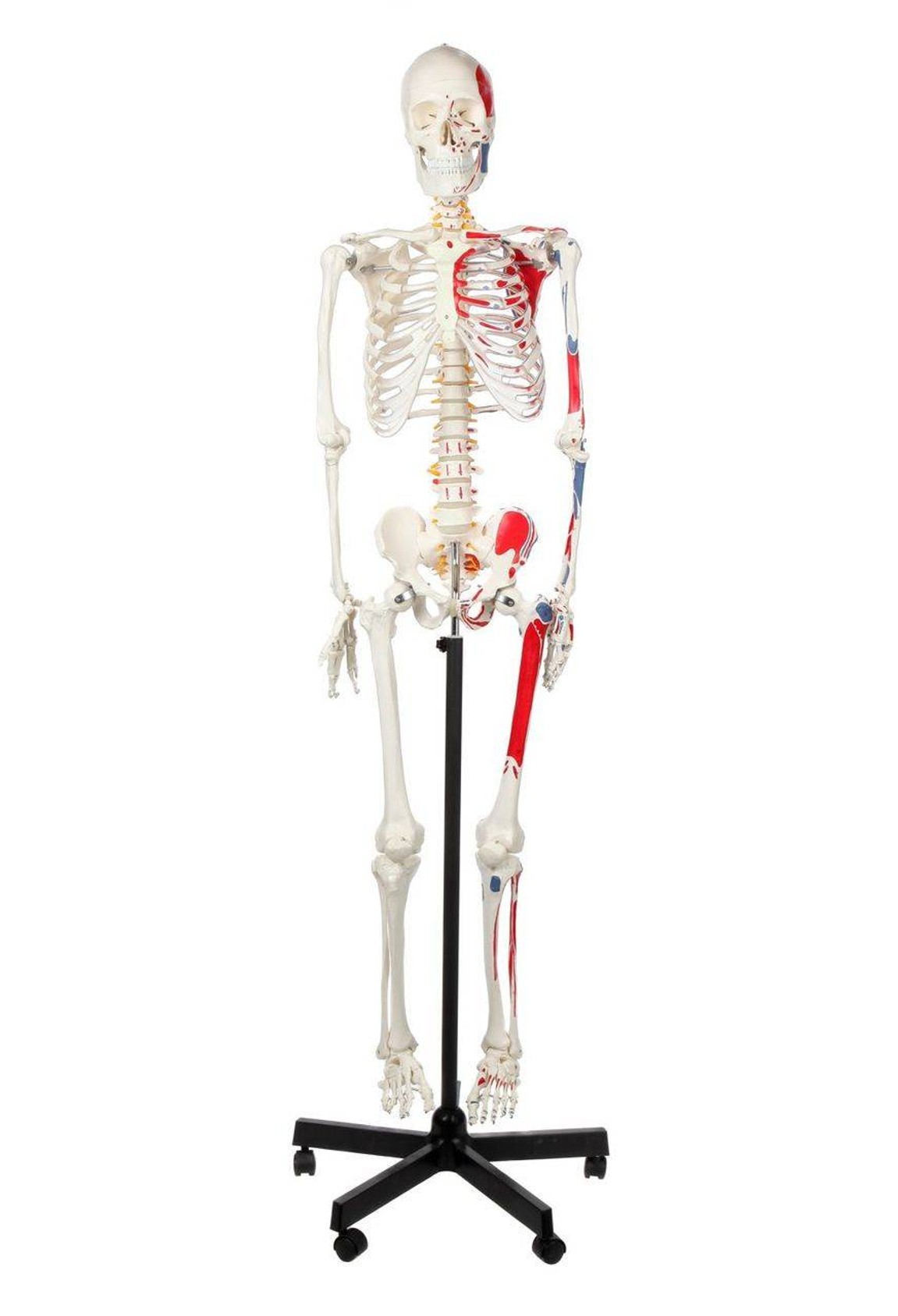 Axis Scientific Muscle Painted and Numbered Life-Size Human Skeleton Anatomy Model Overview
