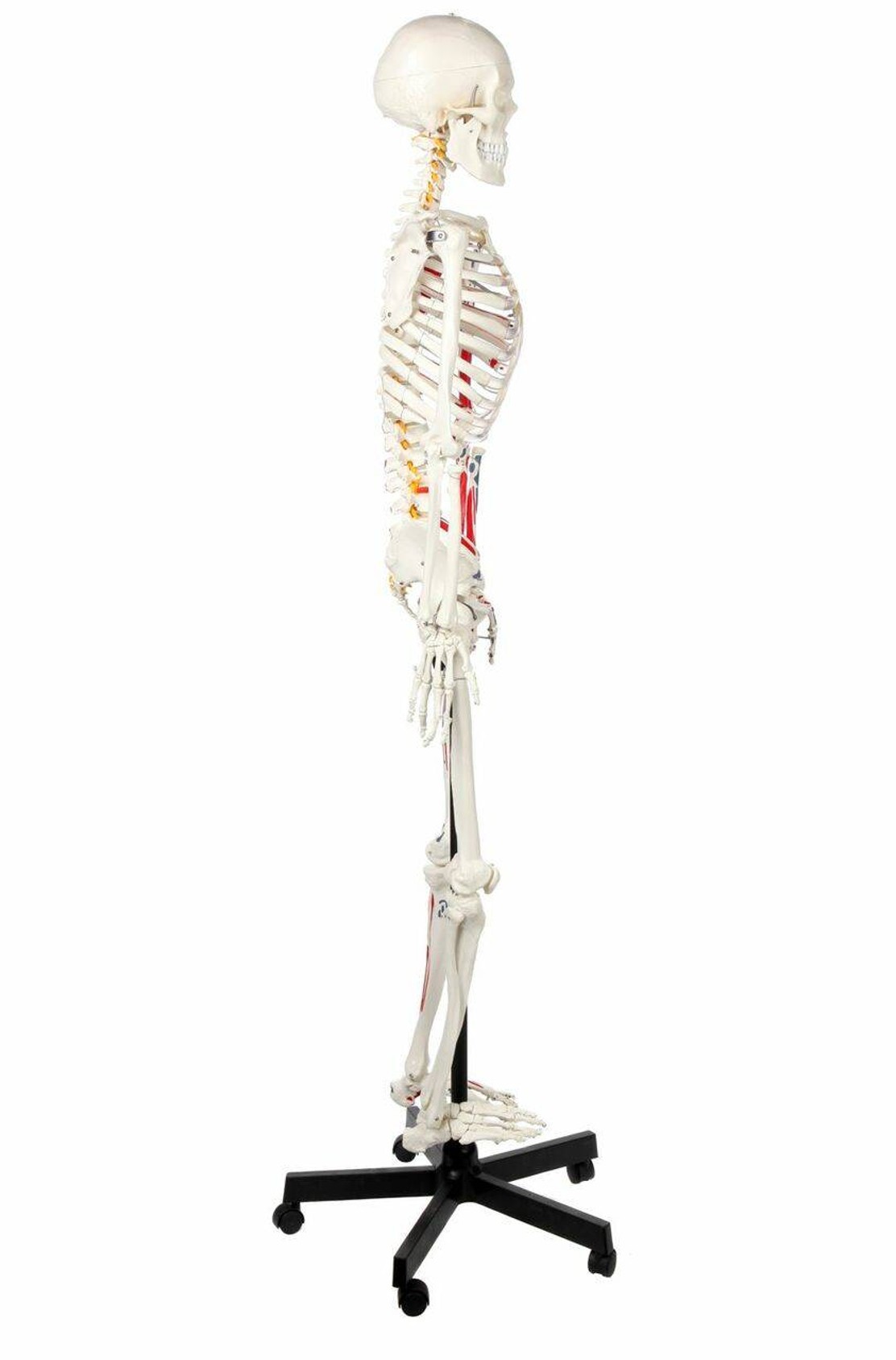 Axis Scientific Muscle Painted and Numbered Life-Size Human Skeleton Anatomy Model Right Side View