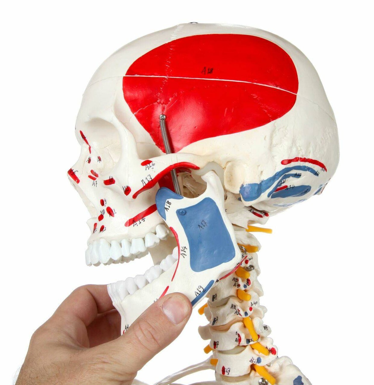 Axis Scientific Muscle Painted and Numbered Life-Size Human Skeleton Anatomy Model with a person's hand interacting with the jaw.