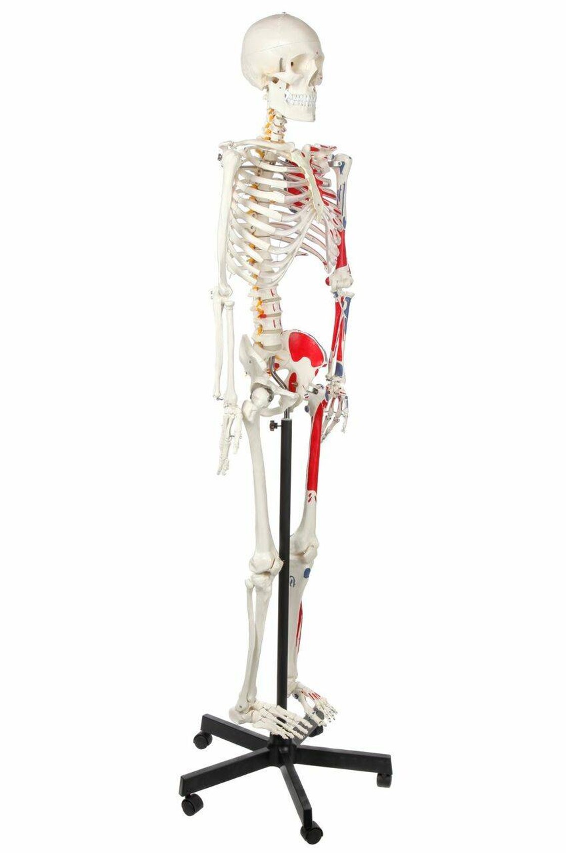 Axis Scientific Muscle Painted and Numbered Life-Size Human Skeleton Anatomy Model Front Right Side View