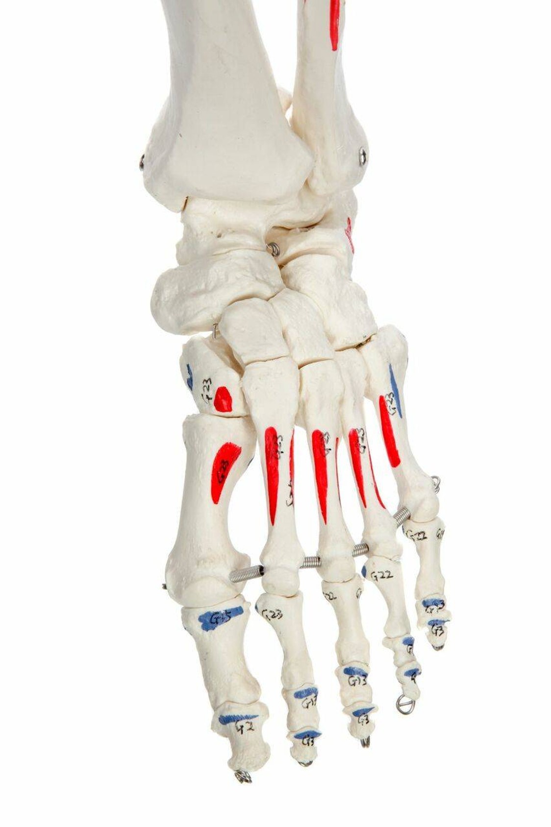 Axis Scientific Muscle Painted and Numbered Life-Size Human Skeleton Anatomy Model Close Up of the Foot and Ankle