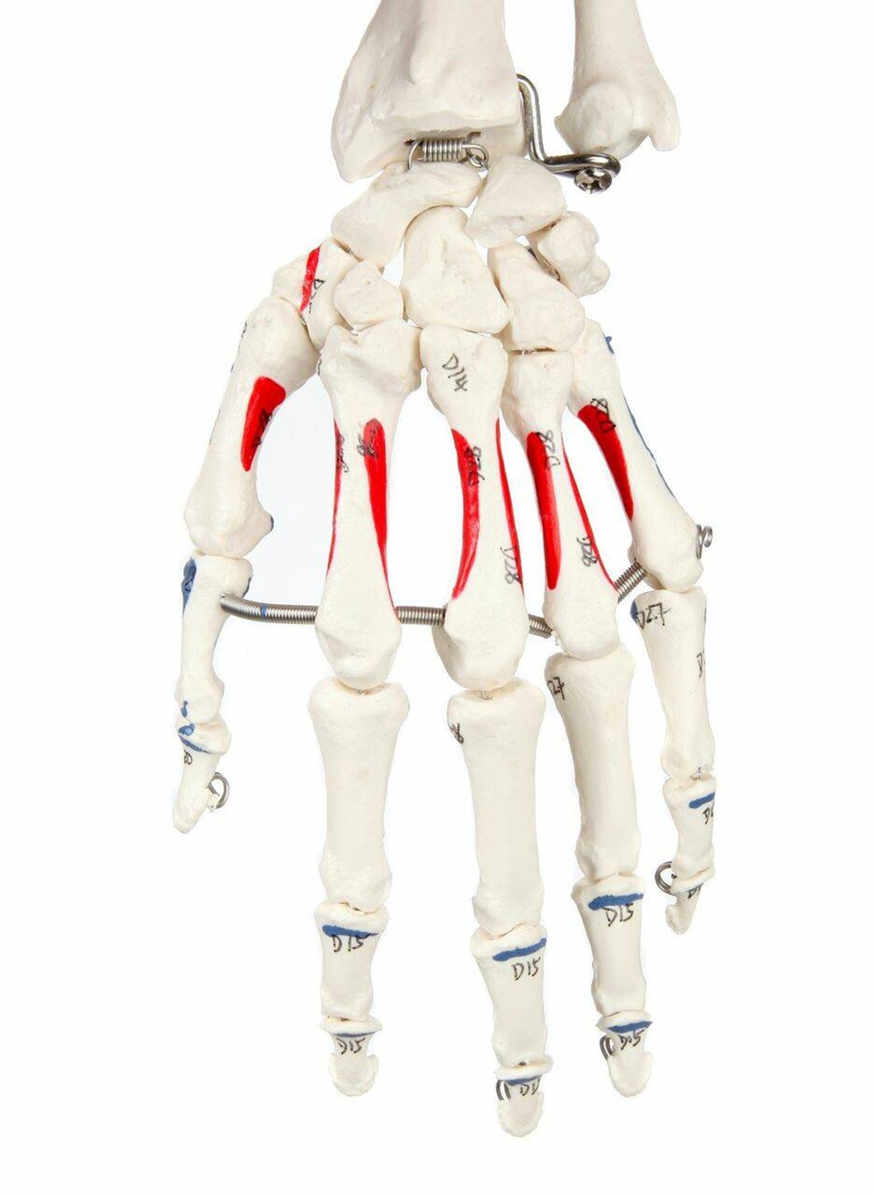 Axis Scientific Muscle Painted and Numbered Life-Size Human Skeleton Anatomy Model Close Up of the Hand and Wrist