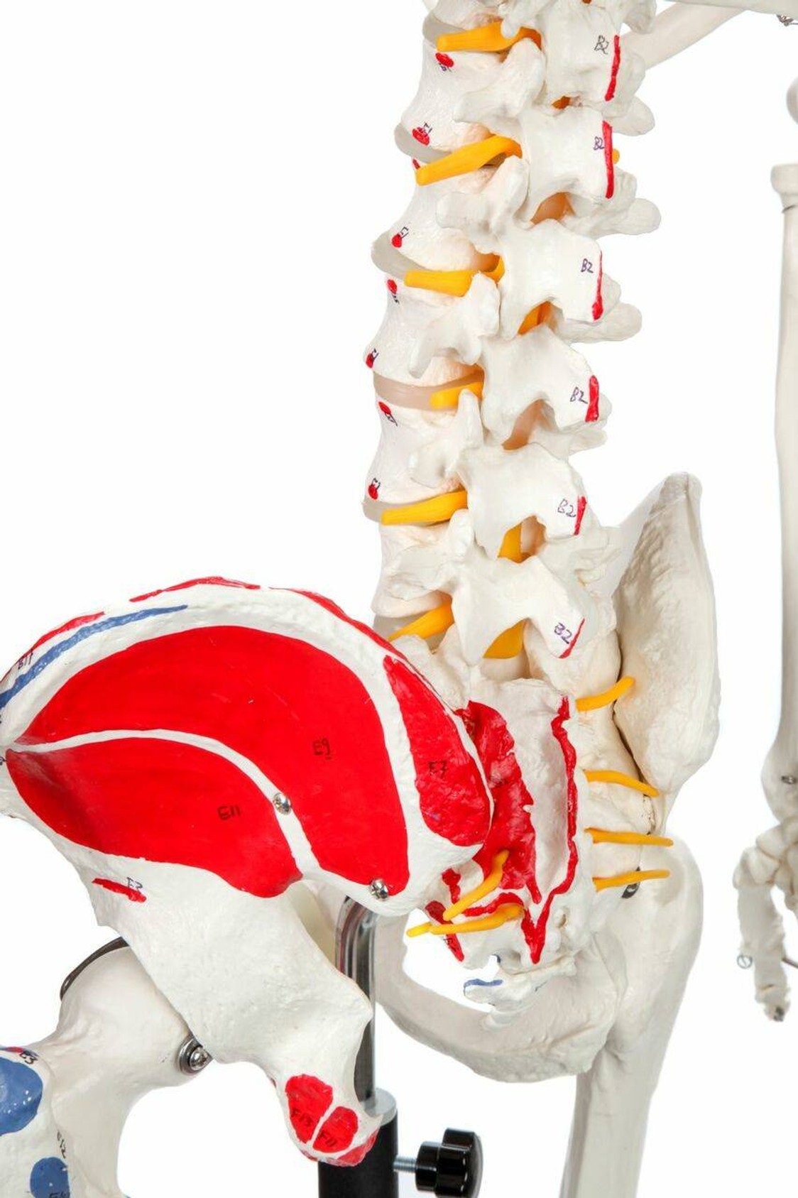 Axis Scientific Muscle Painted and Numbered Life-Size Human Skeleton Anatomy Model Close Up of the Lumbar Vertebrae and Left Side of Pelvis
