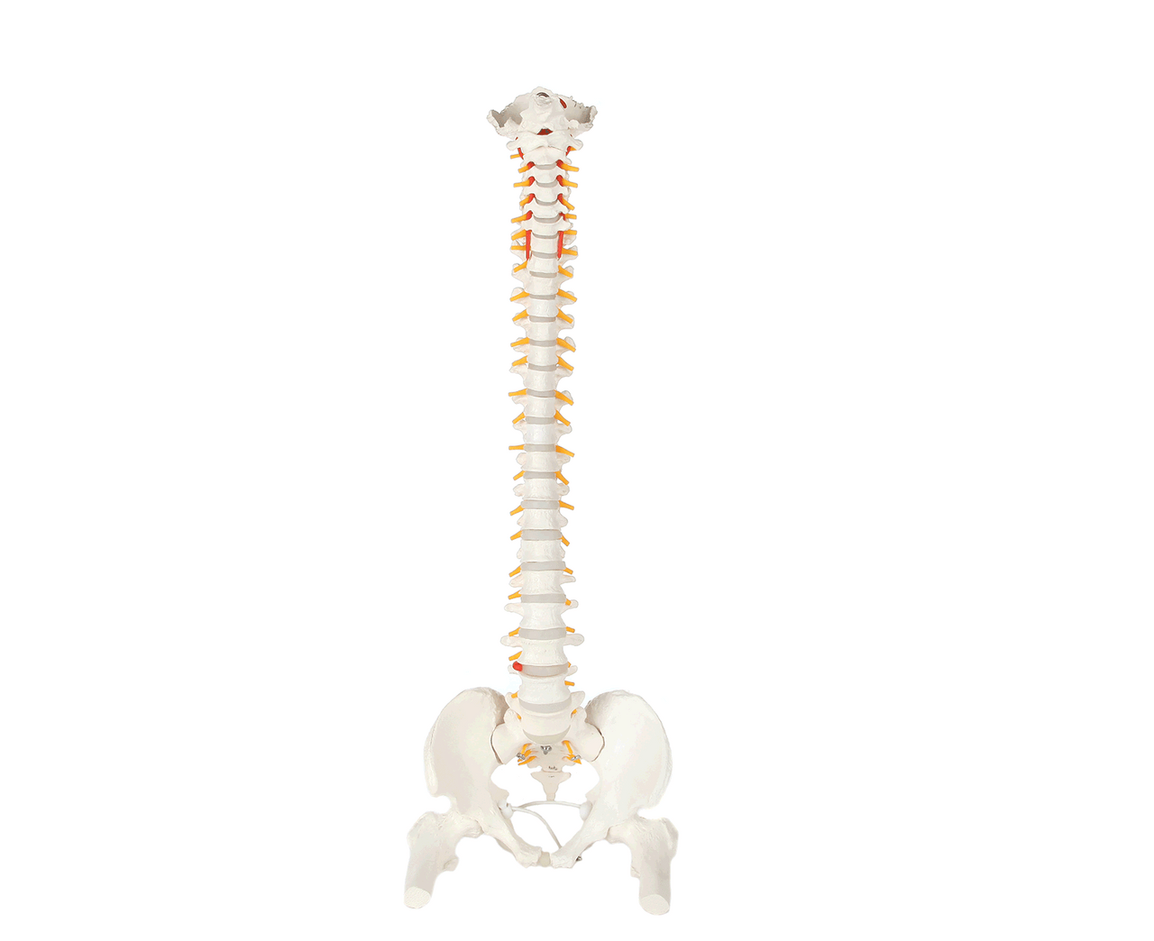 Axis Scientific Life-Size Flexible Human Spine with Removable Femur Heads Anatomy Model Animated GIF of a 45 degree view