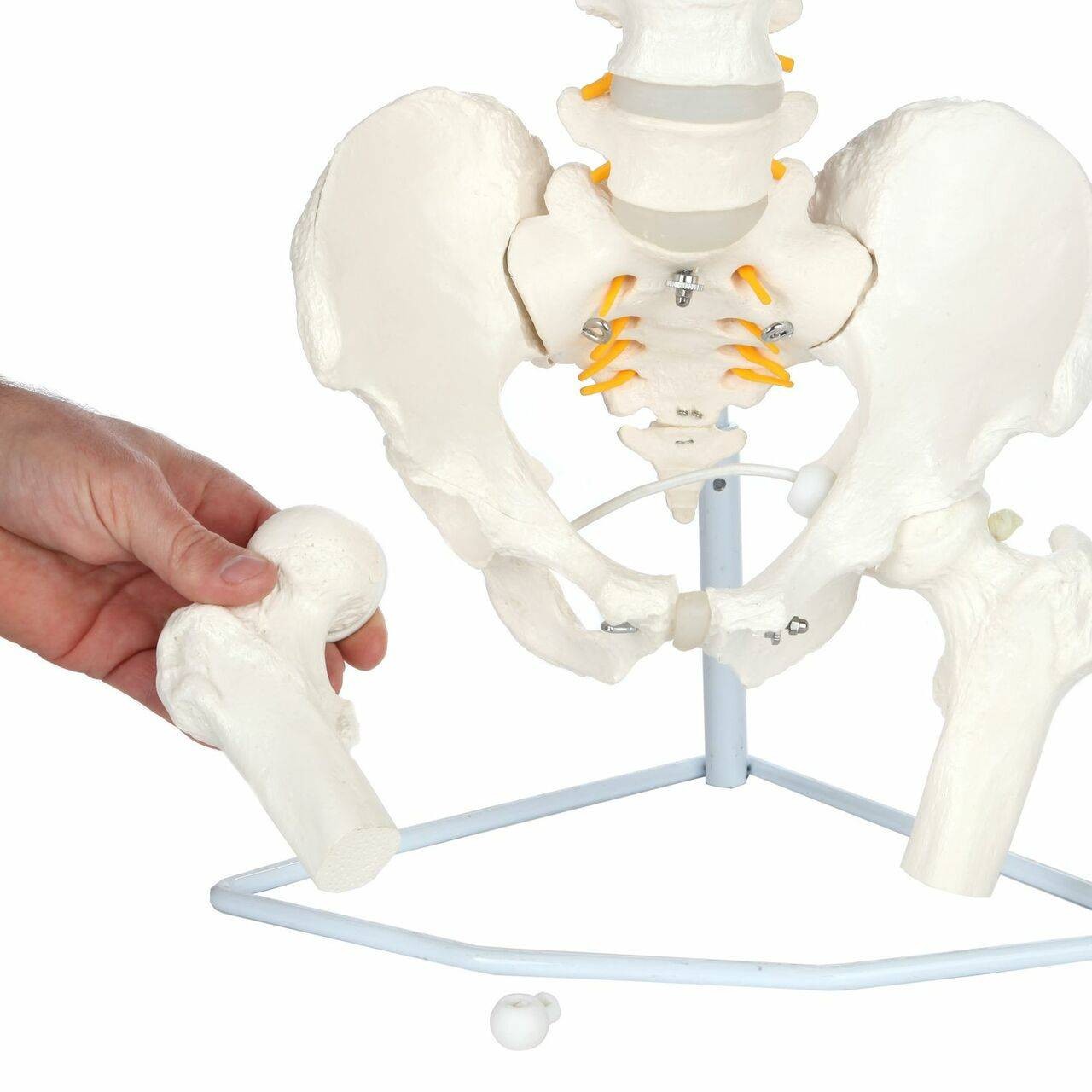 Axis Scientific Life-Size Flexible Human Spine with Removable Femur Heads Anatomy Model