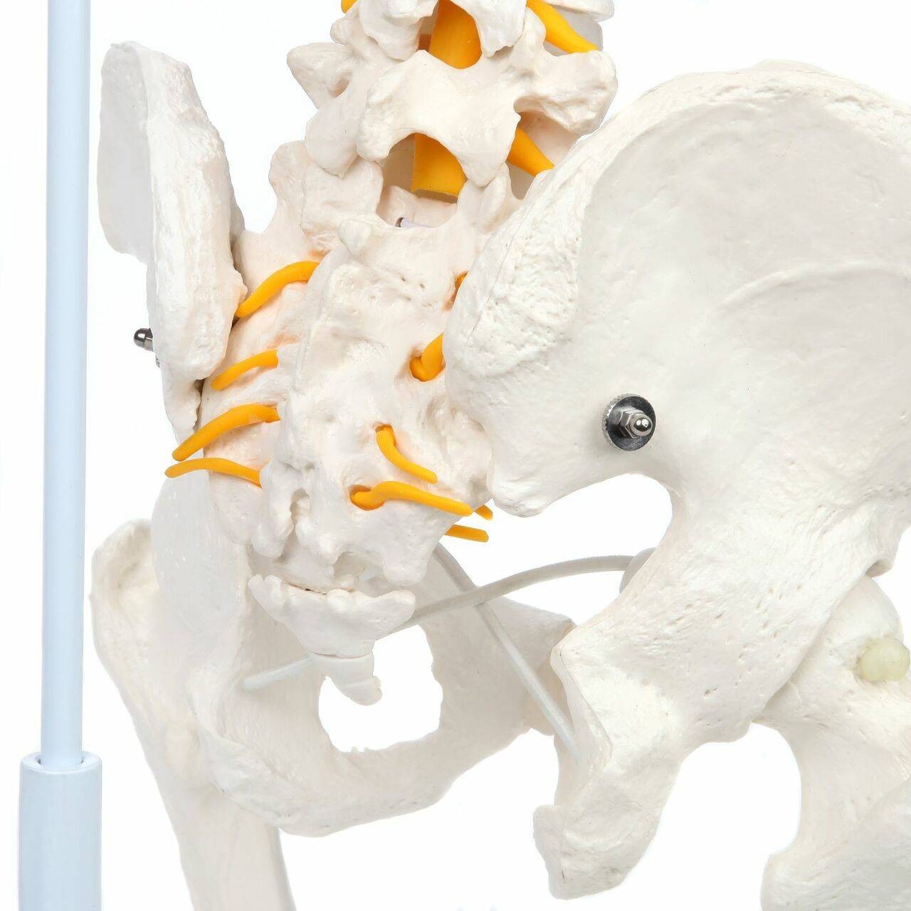 Axis Scientific Life-Size Flexible Human Spine with Removable Femur Heads Anatomy Model