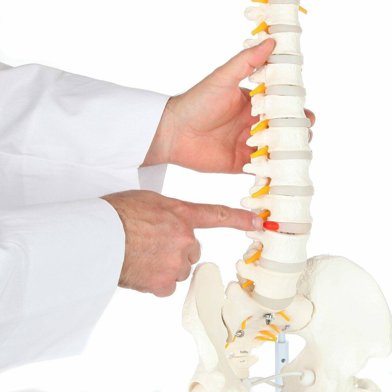 Axis Scientific Life-Size Flexible Human Spine with Removable Femur Heads Anatomy Model Herniated Disc