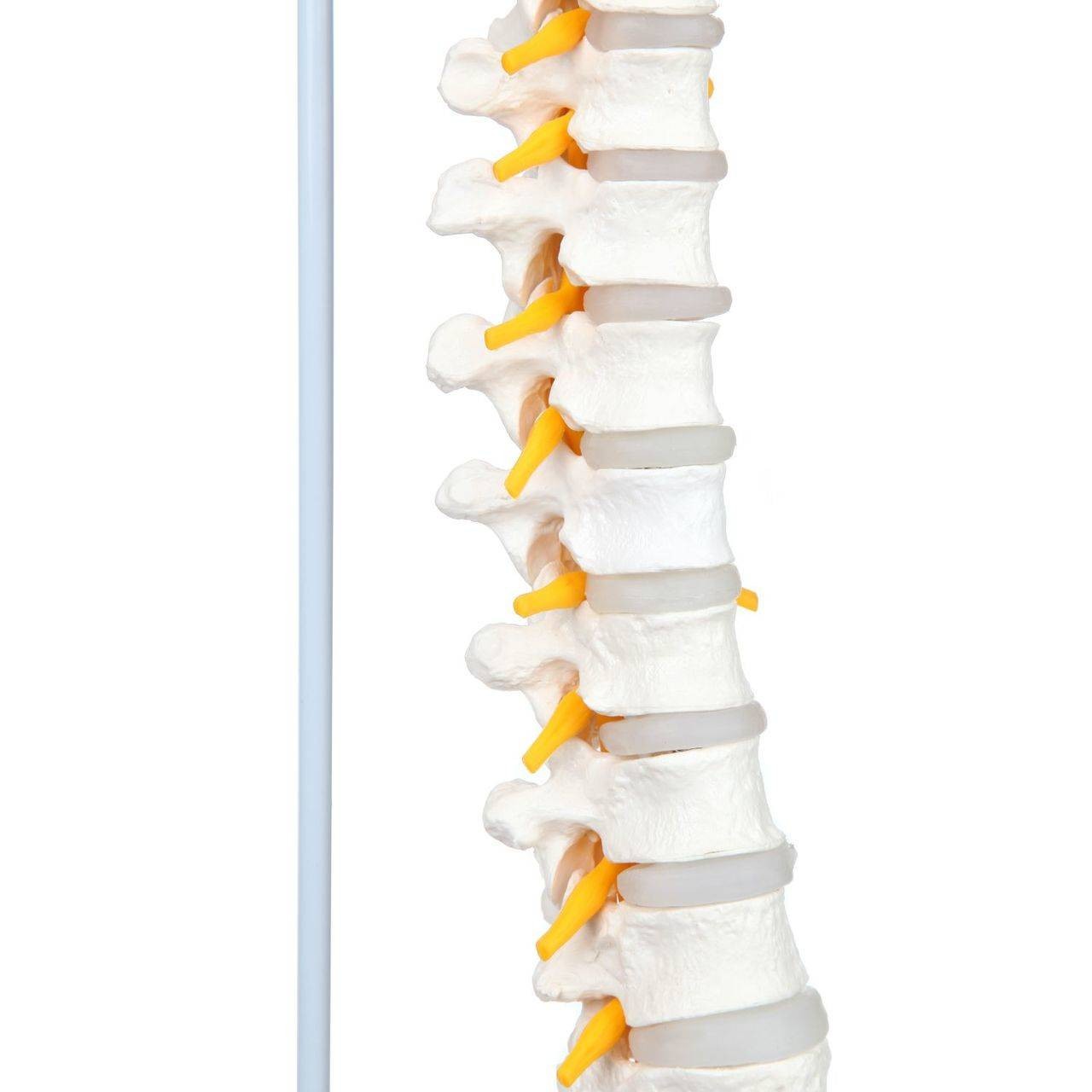 Axis Scientific Life-Size Flexible Human Spine with Removable Femur Heads Anatomy Model