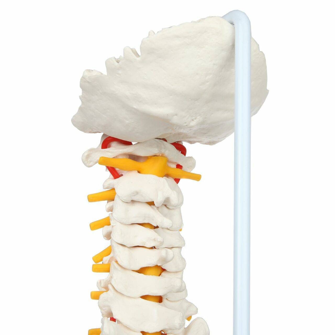 Axis Scientific Life-Size Flexible Human Spine with Removable Femur Heads Anatomy Model Cervical Vertebrae View