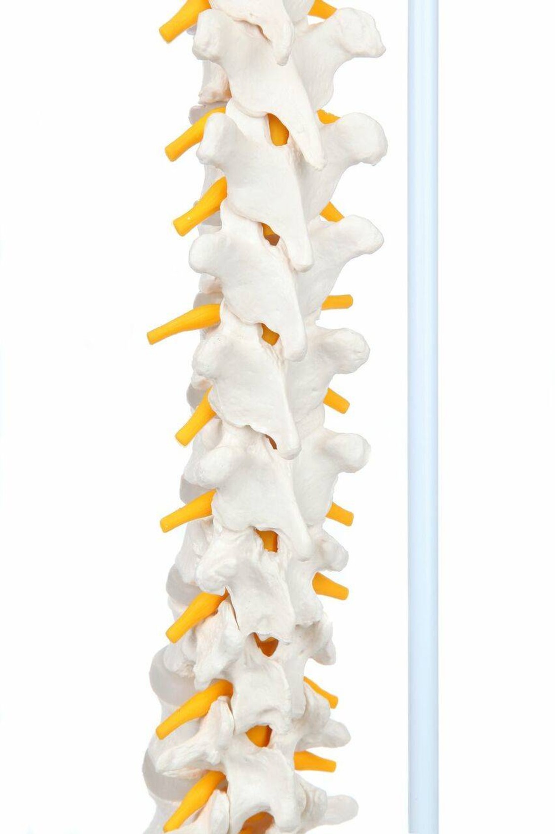 Axis Scientific Life-Size Flexible Human Spine with Removable Femur Heads Anatomy Model