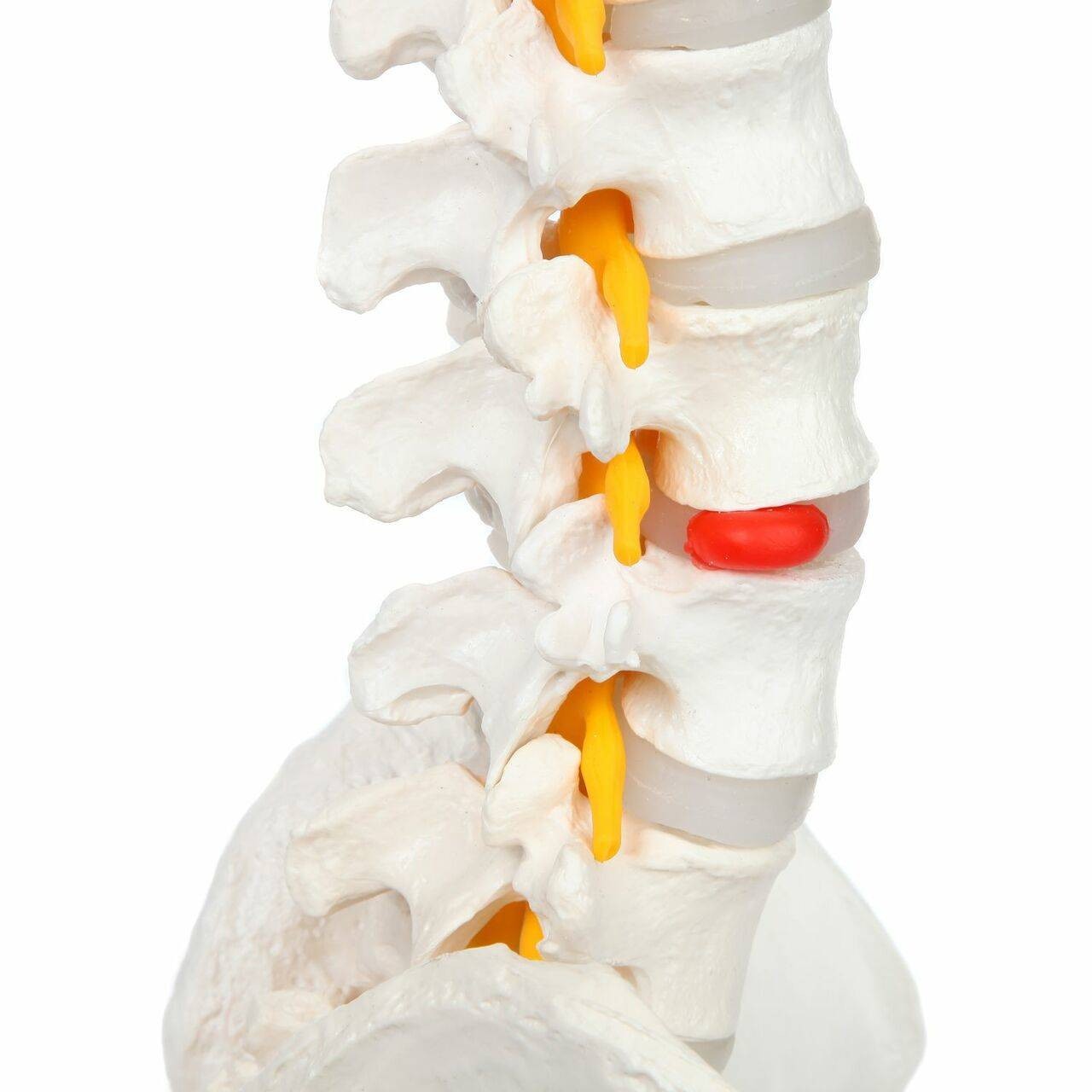 Axis Scientific Life-Size Flexible Human Spine with Removable Femur Heads Anatomy Model