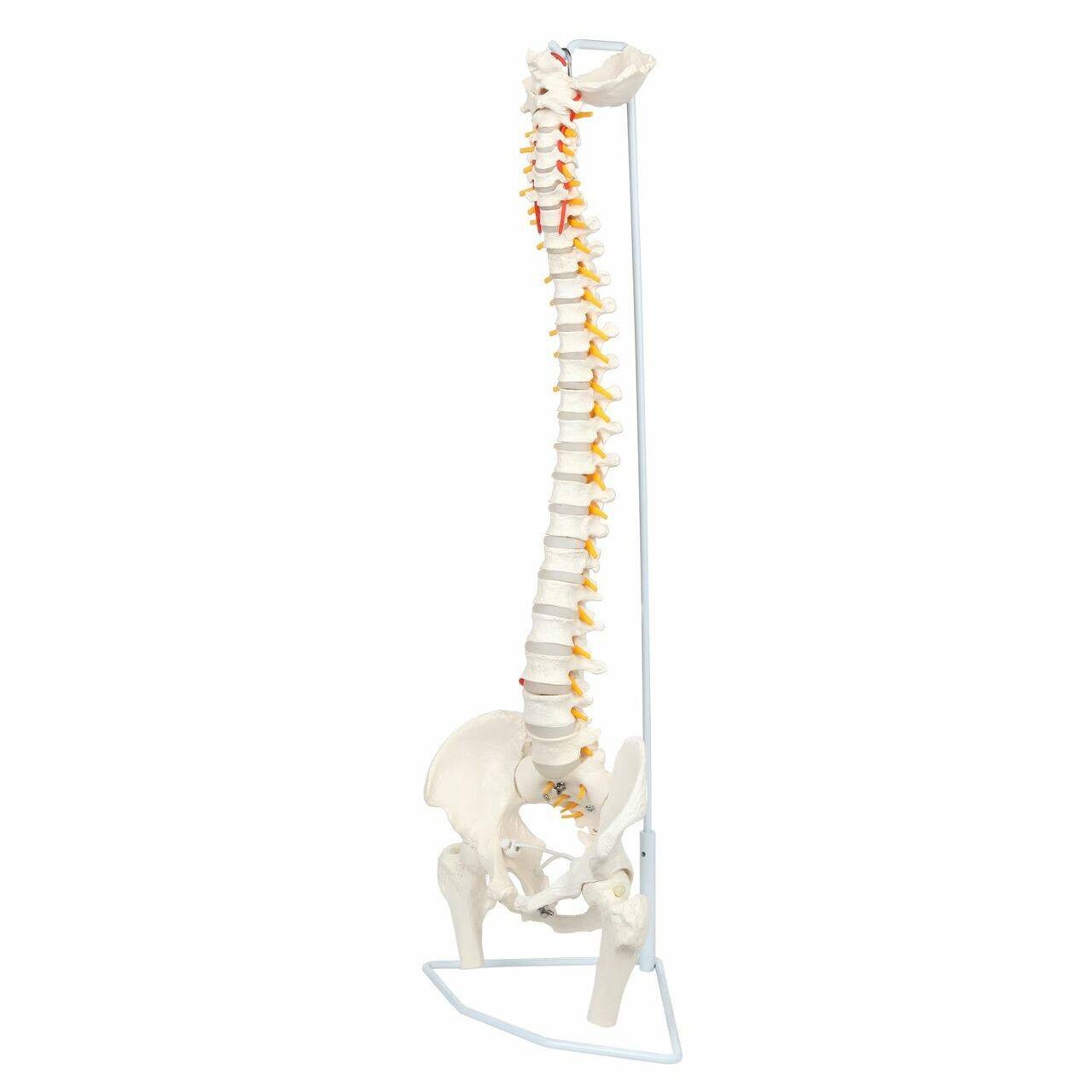 Axis Scientific Life-Size Flexible Human Spine with Removable Femur Heads Anatomy Model Front Left View