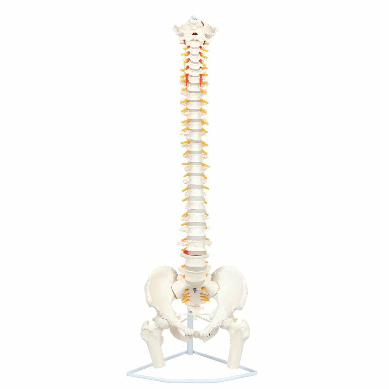 Axis Scientific Life-Size Flexible Human Spine with Removable Femur Heads Anatomy Model Overview