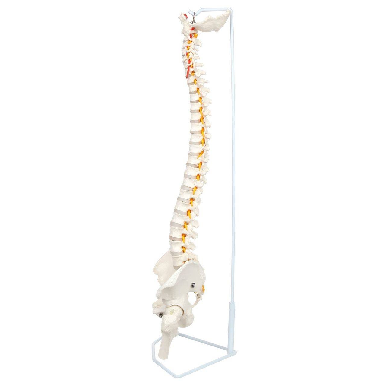 Axis Scientific Life-Size Flexible Human Spine with Removable Femur Heads Anatomy Model Left View