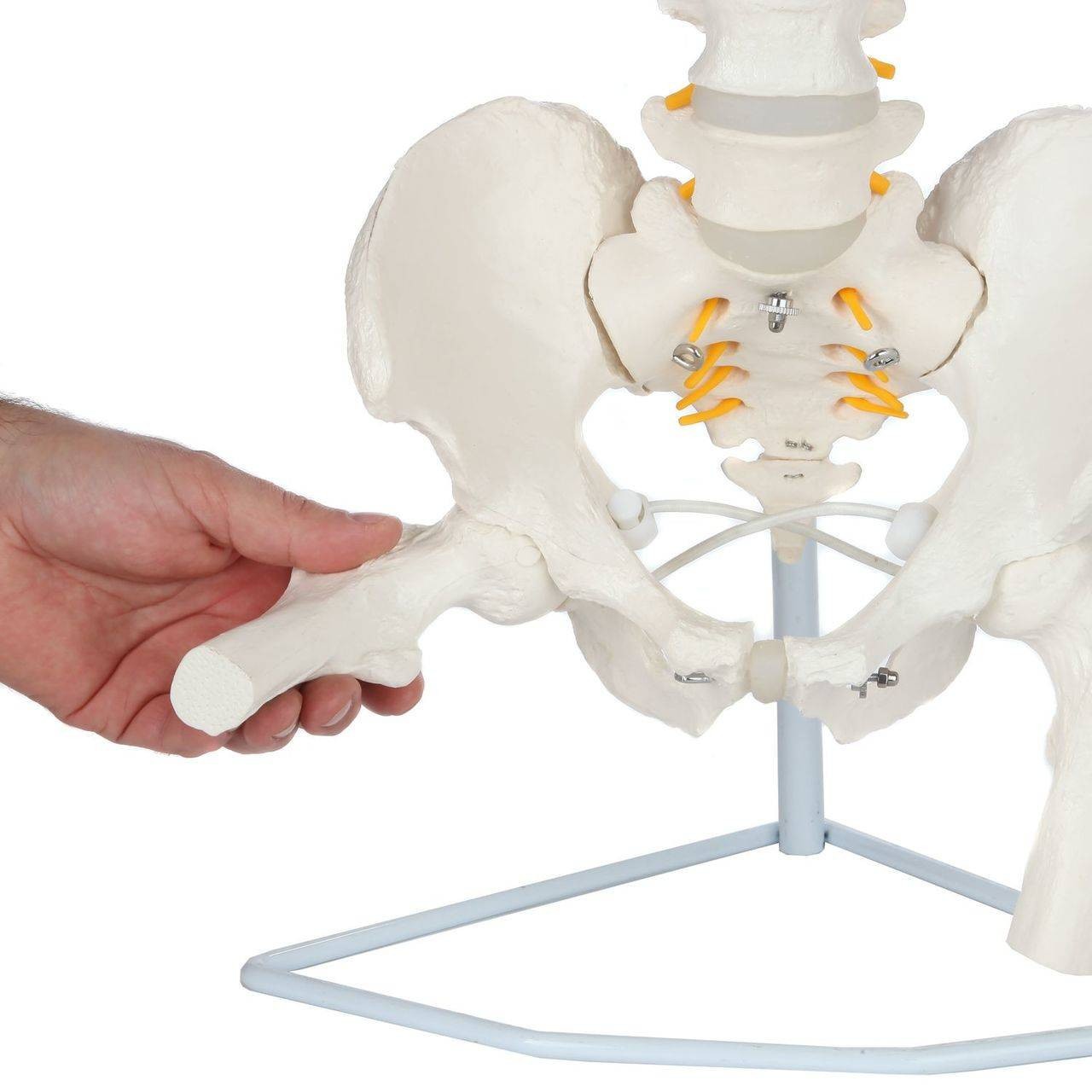 Axis Scientific Life-Size Flexible Human Spine with Removable Femur Heads Anatomy Model