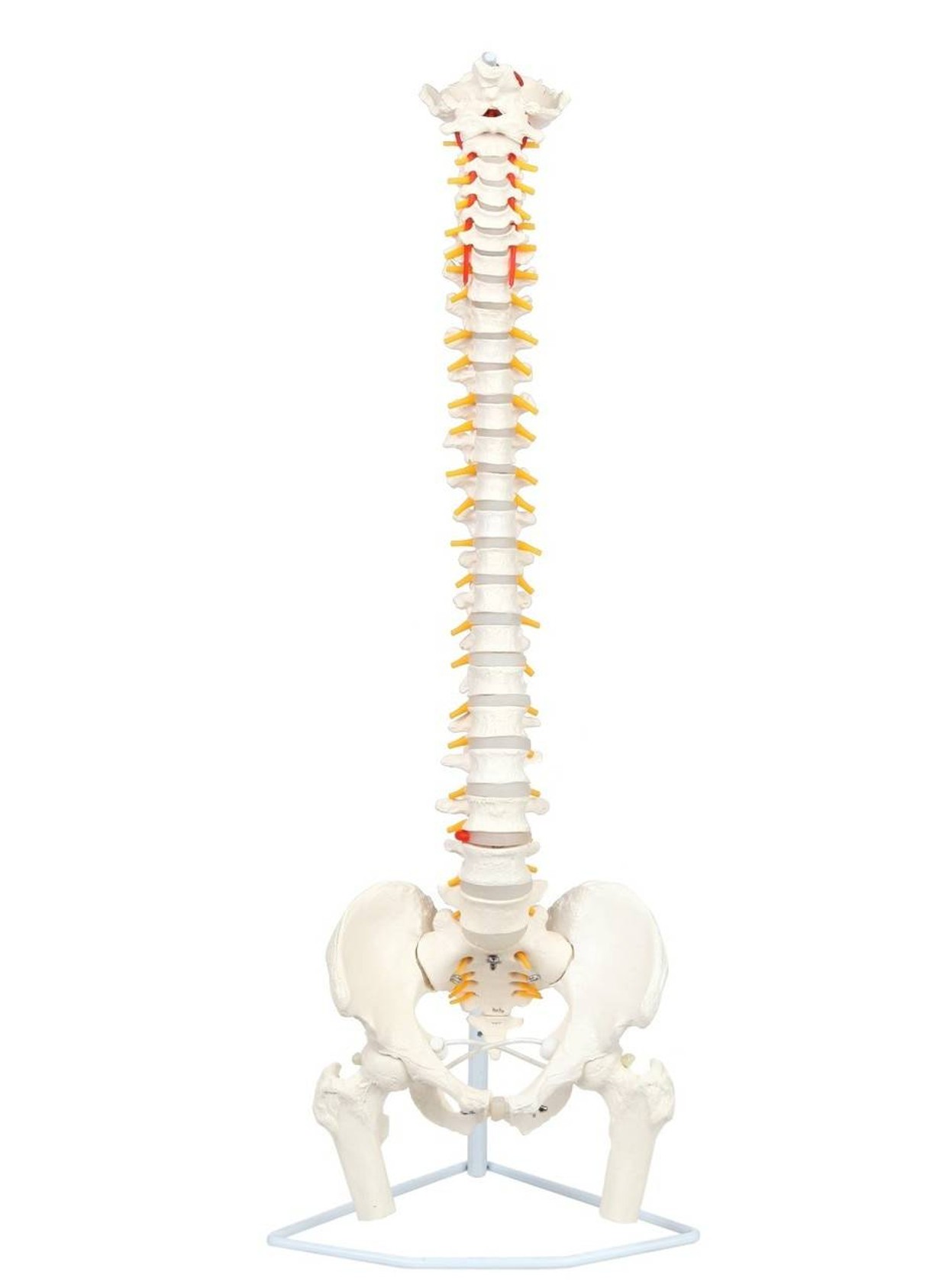 Axis Scientific Life-Size Flexible Human Spine with Removable Femur Heads Anatomy Model