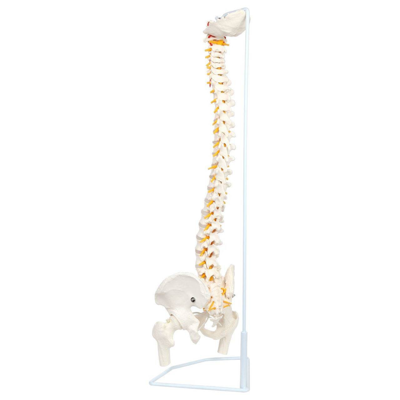 Axis Scientific Life-Size Flexible Human Spine with Removable Femur Heads Anatomy Model Back Left View