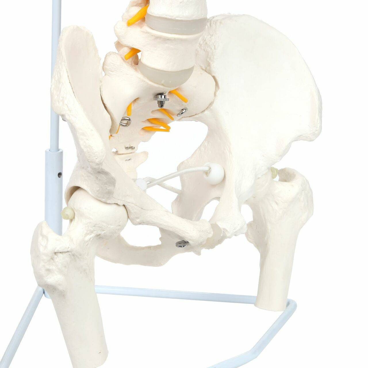Axis Scientific Life-Size Flexible Human Spine with Removable Femur Heads Anatomy Model