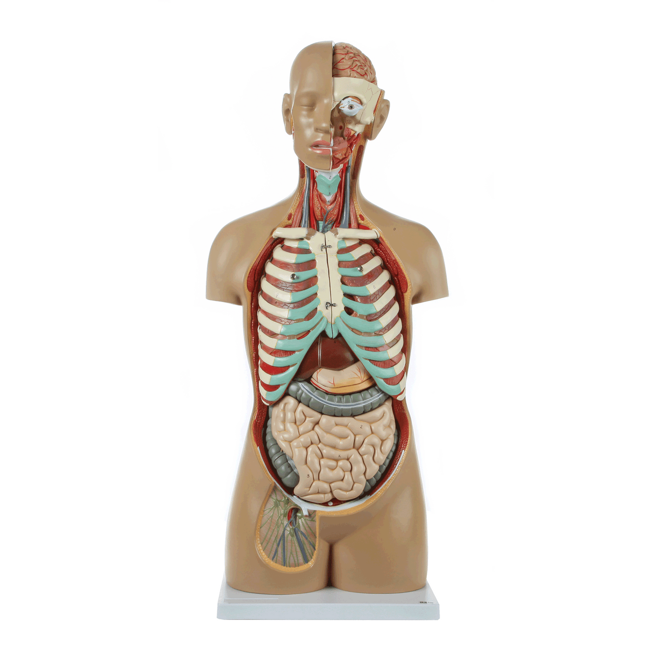 Axis Scientific 18-Part Premium Unisex Life-Size Torso with Open Back