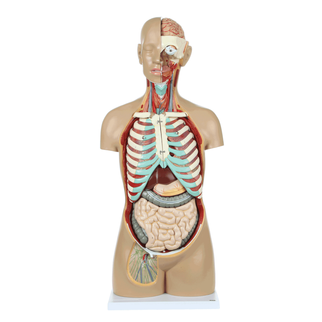 Axis Scientific 18-Part Premium Unisex Life-Size Torso with Open Back